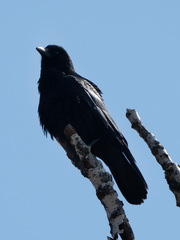 Corvus corone