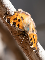 Nymphalis xanthomelas