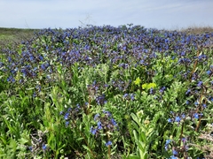 Anchusa azurea