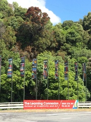 Metrosideros robusta