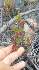 Pelargonium ternatum