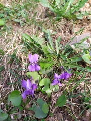 Viola odorata