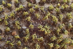 Didymodon torquatus