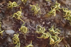 Didymodon torquatus