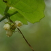 Solena heterophylla - Photo (c) Dinesh Valke,  זכויות יוצרים חלקיות (CC BY-SA)