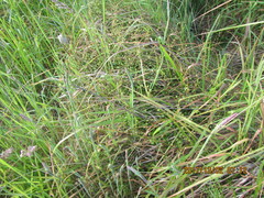 Muehlenbeckia complexa