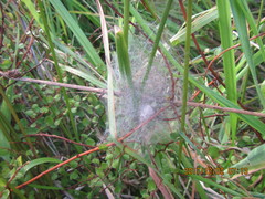 Muehlenbeckia complexa