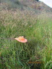 Muehlenbeckia complexa