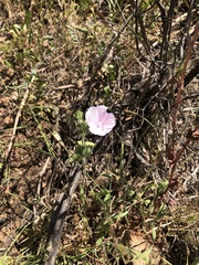 Malva hispanica