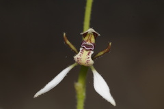 Eriochilus pulchellus