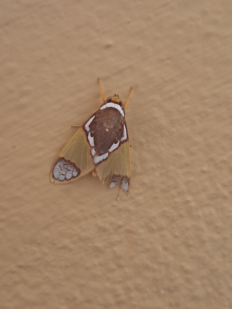 Trichromia albicollis
