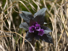 Physochlaina physaloides