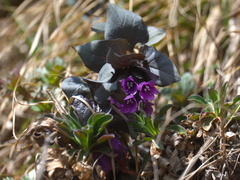 Physochlaina physaloides