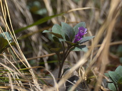 Physochlaina physaloides
