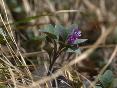 Physochlaina physaloides