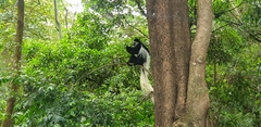 Colobus caudatus