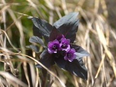 Physochlaina physaloides