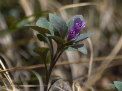 Physochlaina physaloides