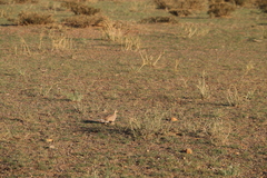 Syrrhaptes paradoxus