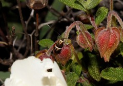 Adela paludicolella