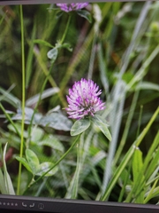 Trifolium pratense