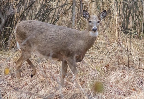 photo of White-tailed Deer (Odocoileus virginianus)