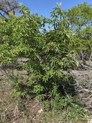 Aesculus pavia flavescens