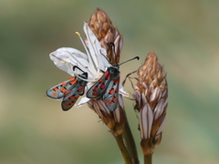Zygaena rhadamanthus