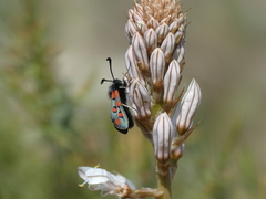 Zygaena rhadamanthus