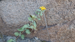 Lantana scabiosiflora