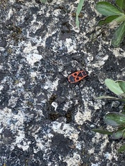 Pyrrhocoris apterus