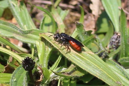 White-lipped Blood Bee, Heemstede, Netherlands, photo 7 of 10