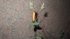 Mentzelia scabra chilensis