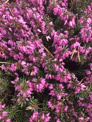 Erica carnea