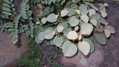 Croton ruizianus