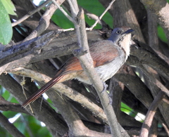 Cichladusa arquata