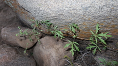 Fuertesimalva chilensis