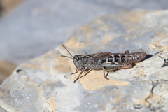 Chorthippus sampeyrensis