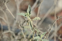 Chrozophora oblongifolia