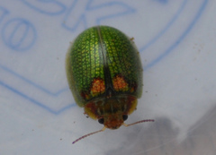 Paropsisterna detrita