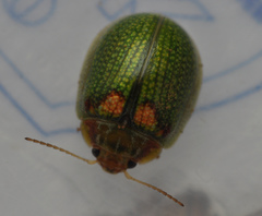 Paropsisterna detrita