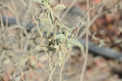 Chrozophora oblongifolia