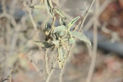 Chrozophora oblongifolia