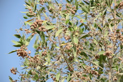 Conocarpus erectus