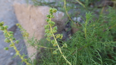 Ambrosia artemisioides