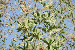 Conocarpus erectus