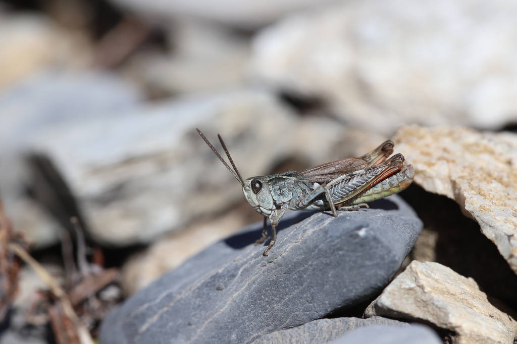 Chorthippus sampeyrensis