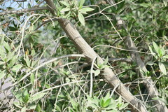 Conocarpus erectus