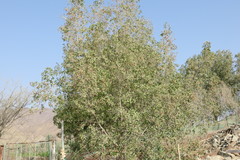Conocarpus erectus