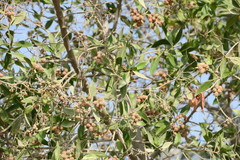 Conocarpus erectus